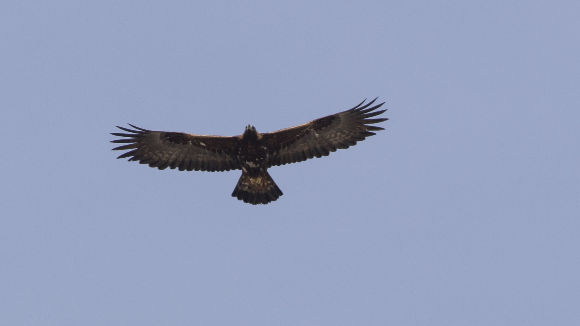 Golden Eagle